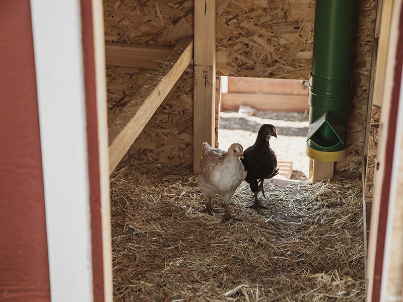 Feeding Chickens, From Chick Starter to Egg Layers