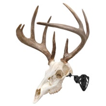 Allen EZ Mount Trophy Skull Hanger - Black