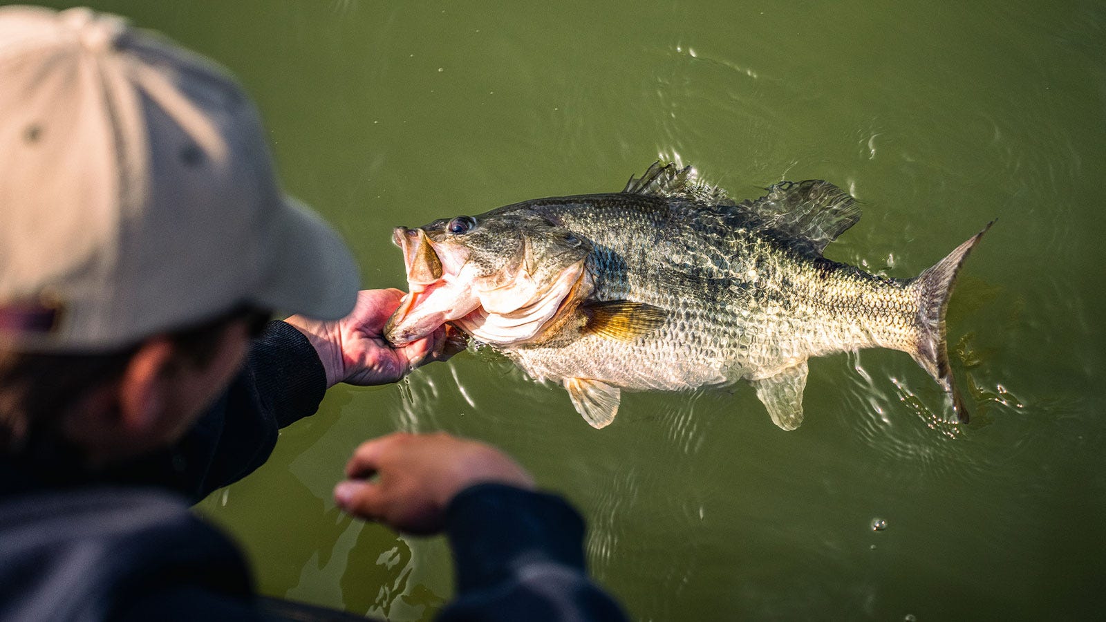 Cast fishing co crew aerial view on releasing a big largemouth bass