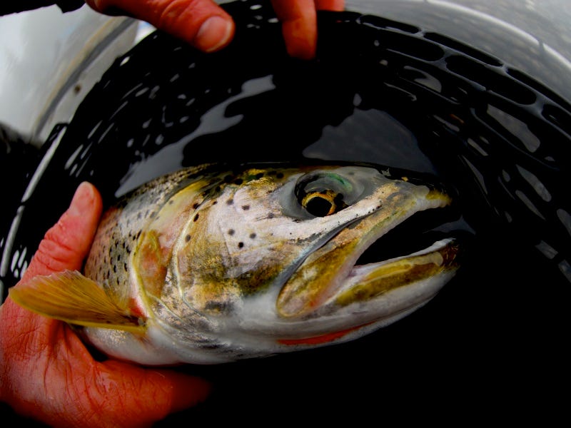 How To Catch Sea-Run Cutthroat Trout in Washington’s Puget Sound