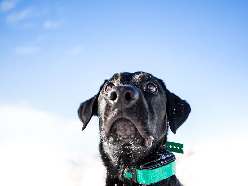 Best food for outlet black labs