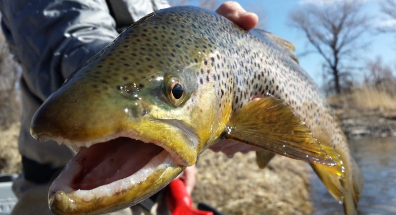 Gear Review Scientific Angler's Sharkwave Fly Line (1)