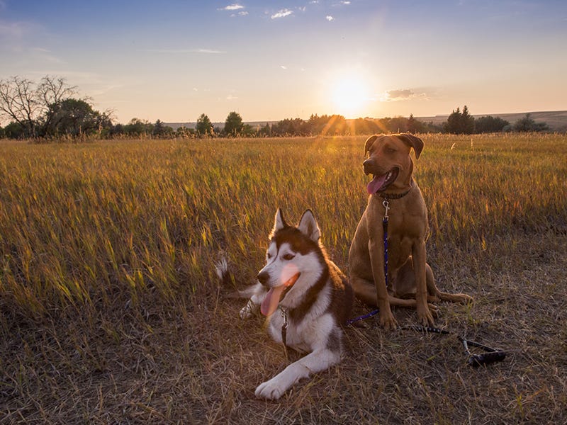Cycle Dog Collar Review: The Future of Dog Collars