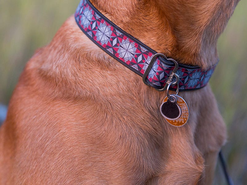 Dog with Cycle Dog dog collar in Great Falls, MT