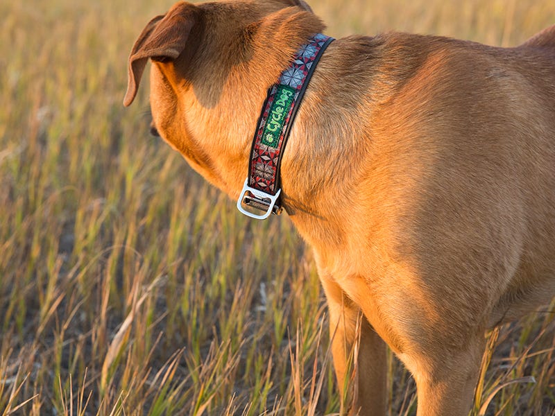 Dog with Cycle Dog dog collar in Great Falls, MT