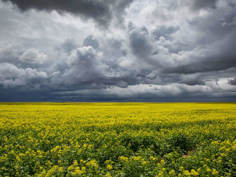 canola-field_hdr