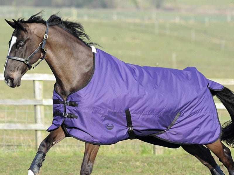 How to Pick the Right WeatherBeeta Horse Blanket