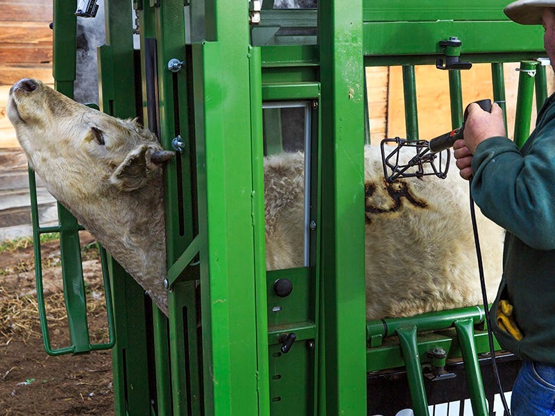 Branding on the Ritland Ranch near Loma, MT. November 2014