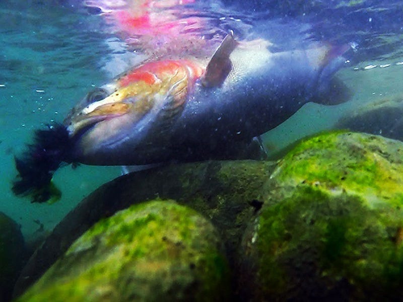 Echo Dec Hogan II Fly Rod Review