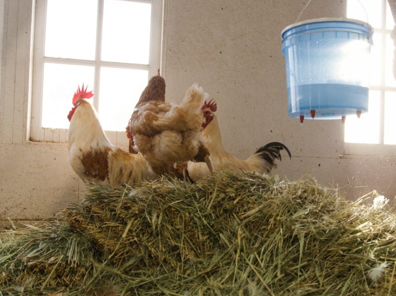 Tips for Sick Chickens, Turkeys & Poultry