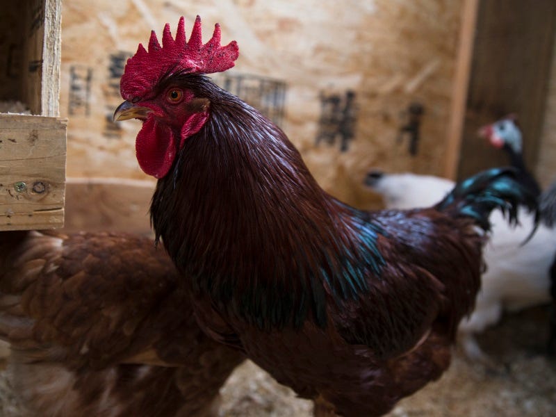 becoming-a-chicken-farmer