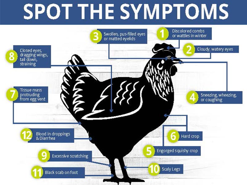 tips-for-sick-chickens