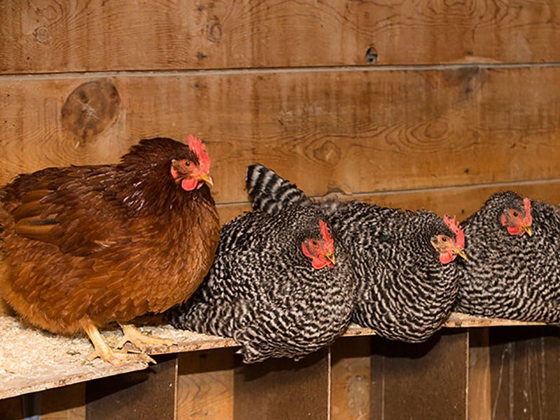 becoming-a-chicken-farmer-1