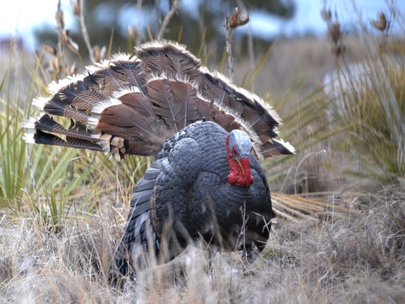 A First Time, Spring Turkey Hunt