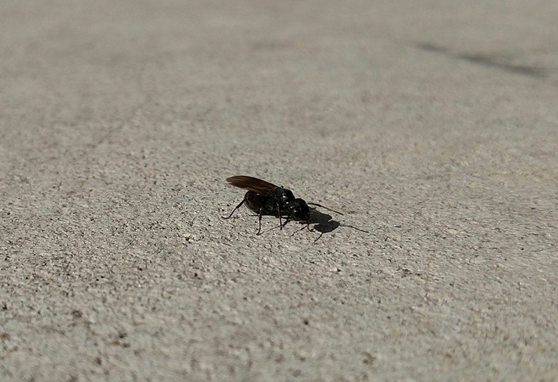 blackcarpenterants1