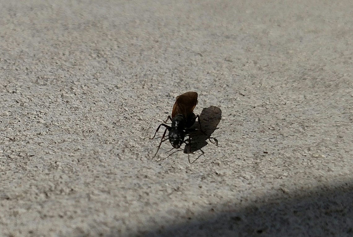 blackcarpenterants2