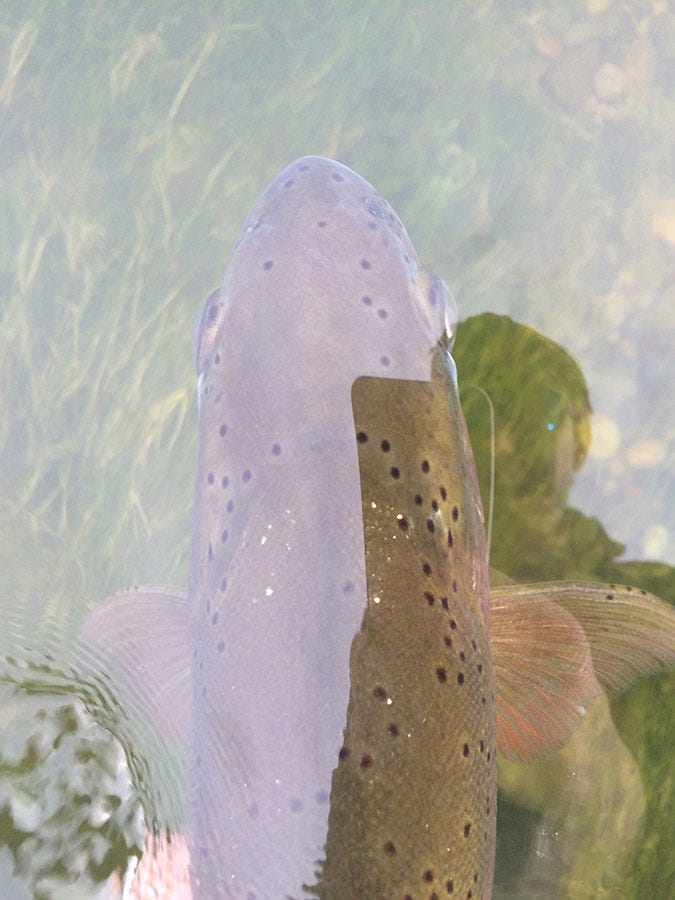 bluewingoliveandmidges1