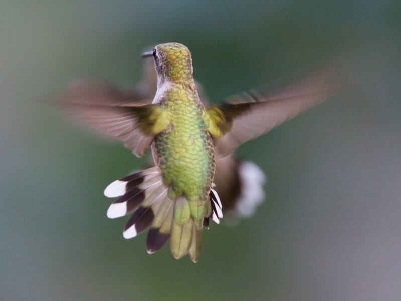 How to Get Hummingbirds to Your Hummingbird Feeders