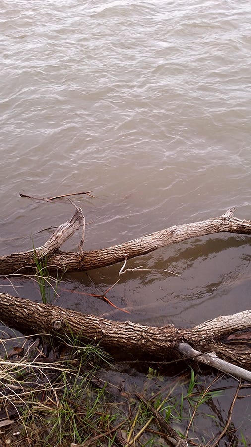 brown water