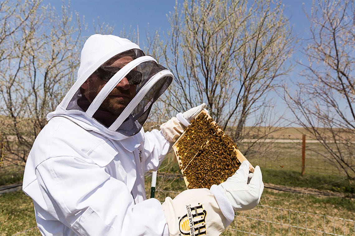 backyardbeekeeping4