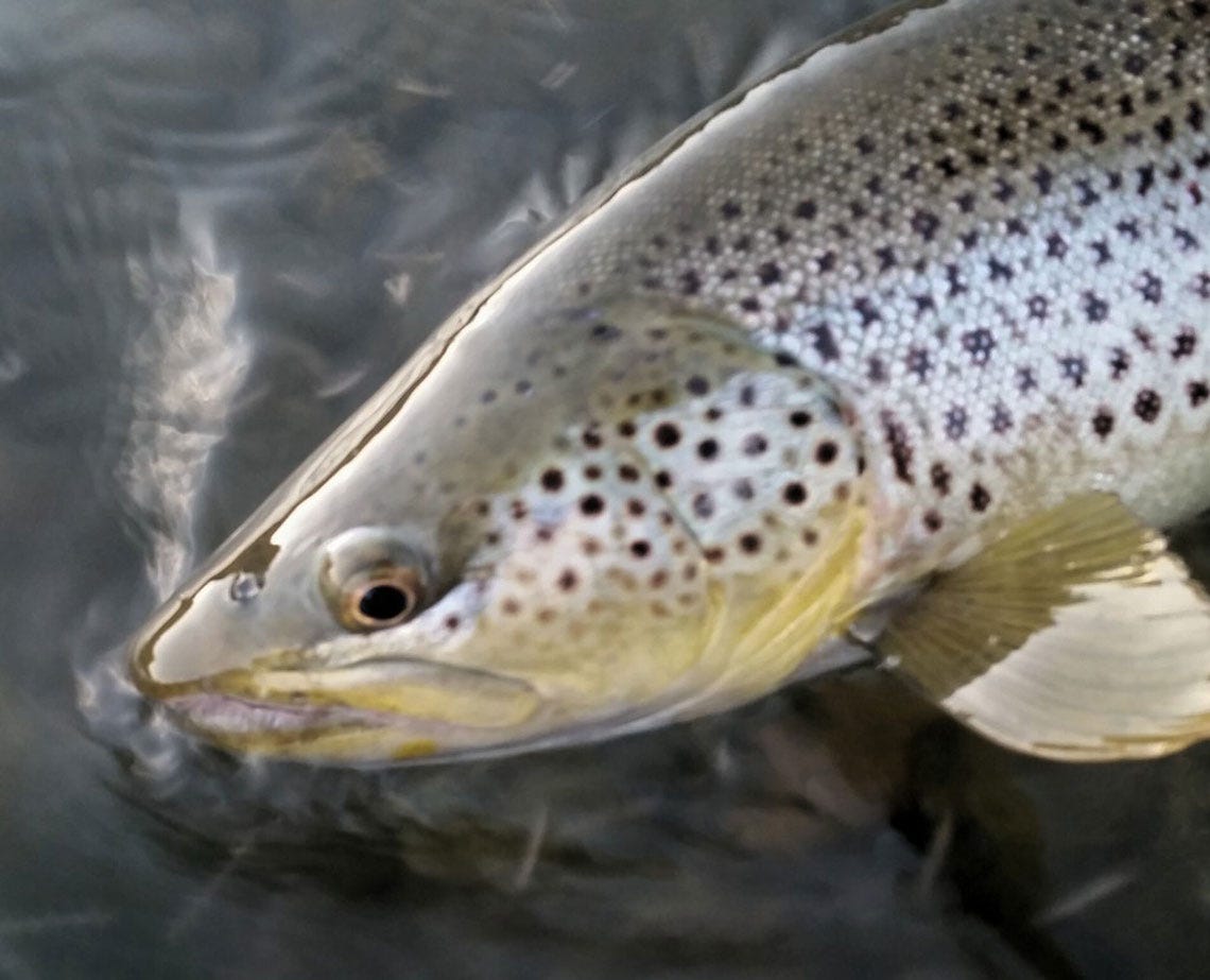 drydropper3