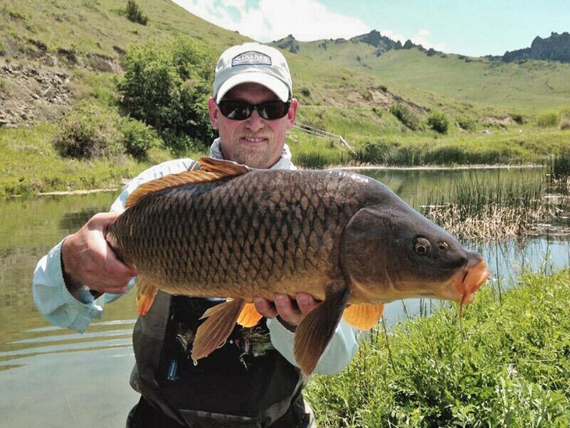 anyfishcarp