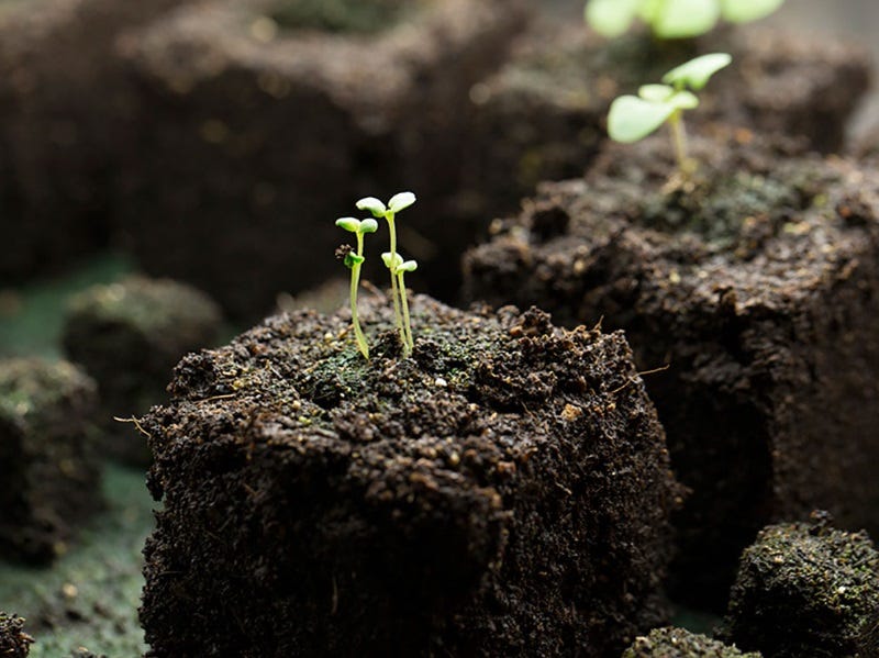 The Secret in the Soil: Growing Blueberries in Montana