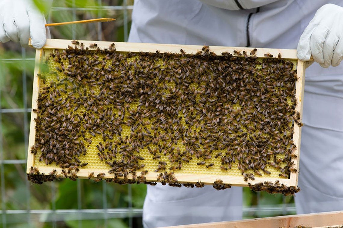 honey-bee-blog-frame