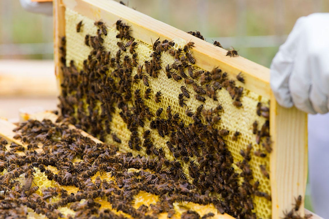 honey-bee-blog-hive-bees-on-the-top-frame