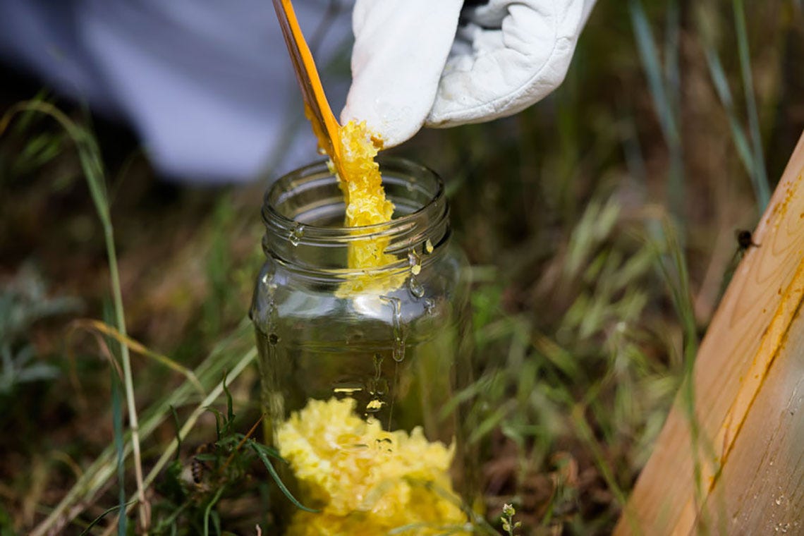 honey-bee-blog-hive-extraction-mini