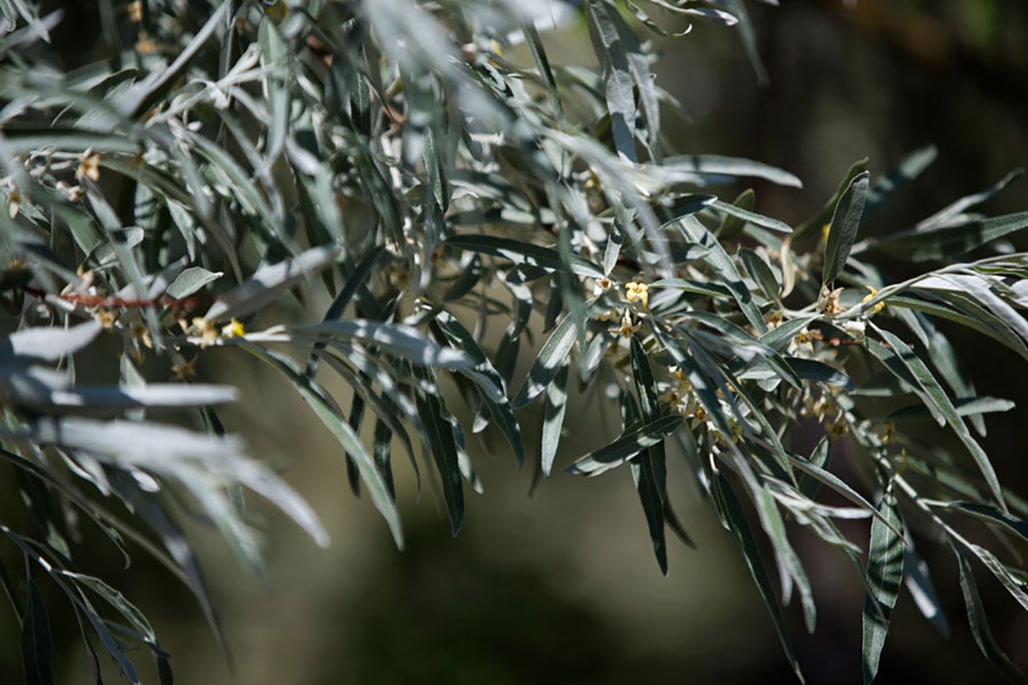 honey-bee-blog-hive-russian-olive-plant