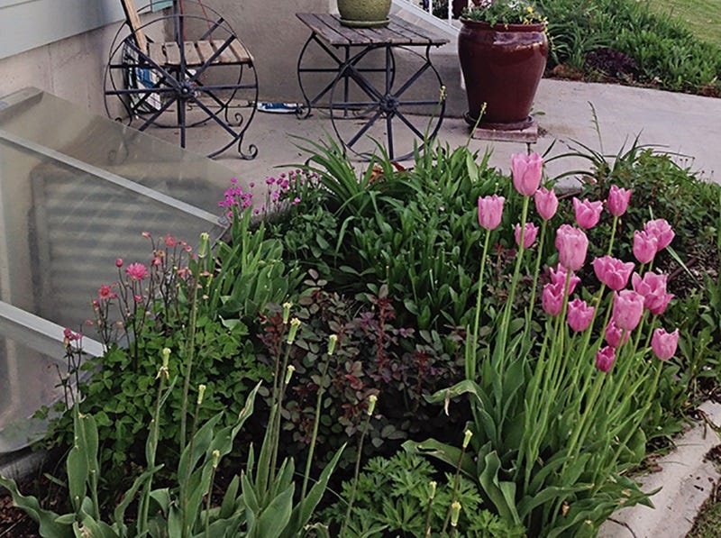 How to Achieve a Pest-Free Garden Naturally