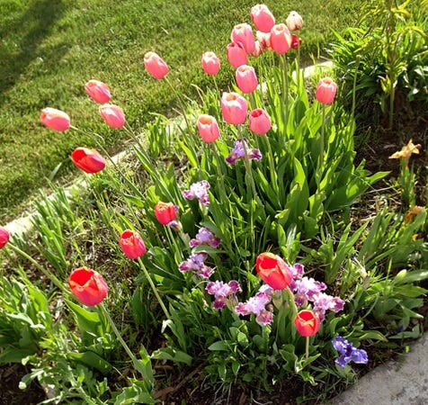 how to naturally pest free garden (2)