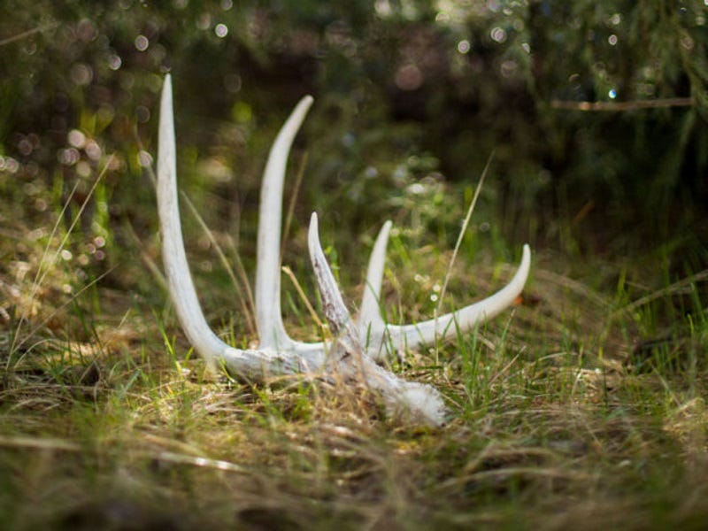 Shed Hunting Sun River, Montana: Wildlife Management Area