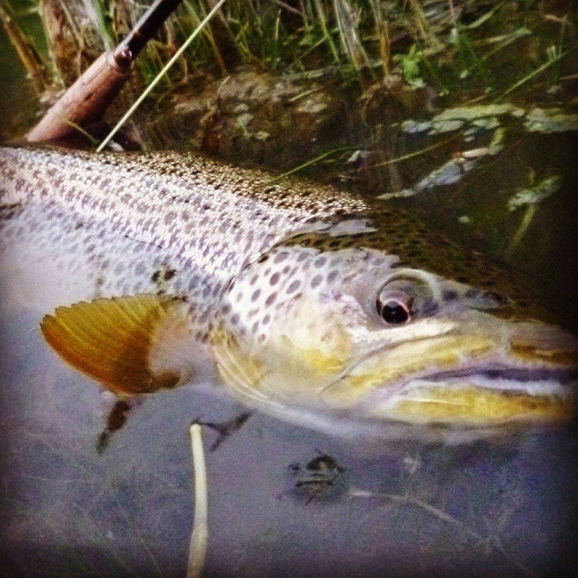 solsticefishingthemo2