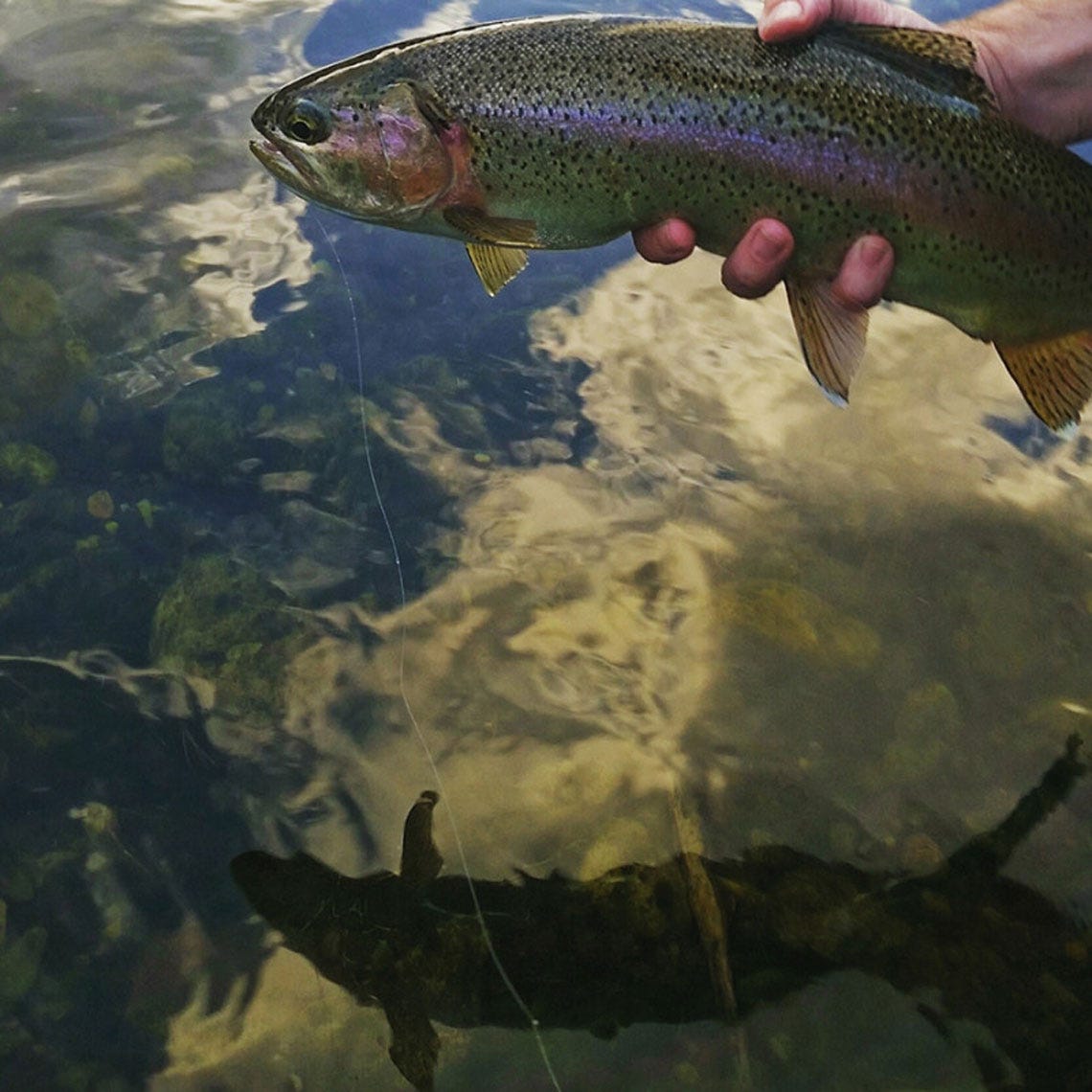 solsticefishingthemo3