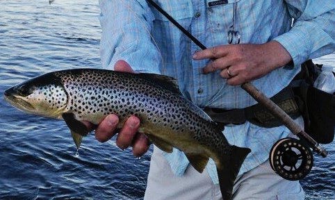 trout on the mo 2