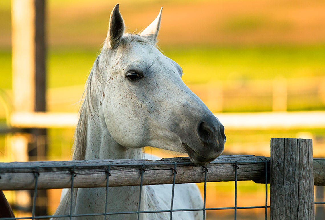 Horse_and_Pens_west_nile_blog1
