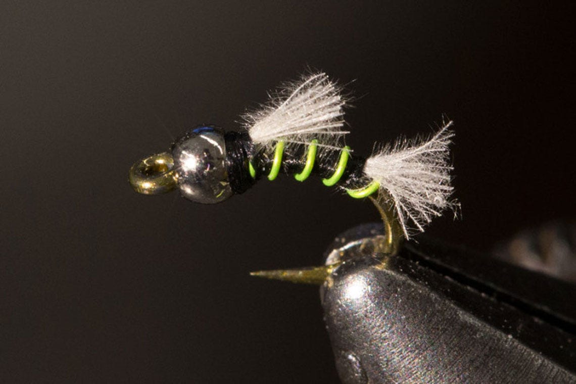 n40zebra1