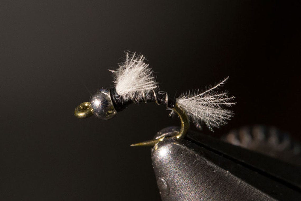 n40zebra2