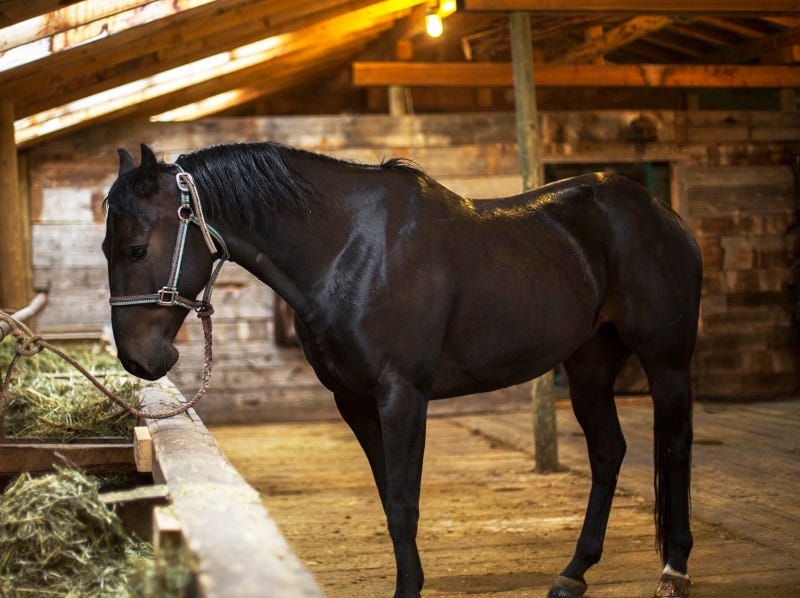 West Nile & Horses: In the Words of a Local Vet
