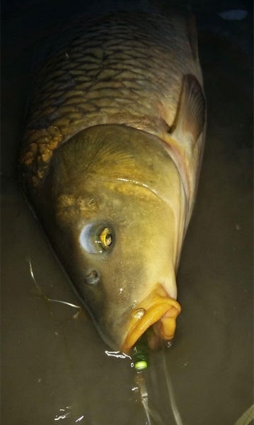 fly fishing carp august (1)