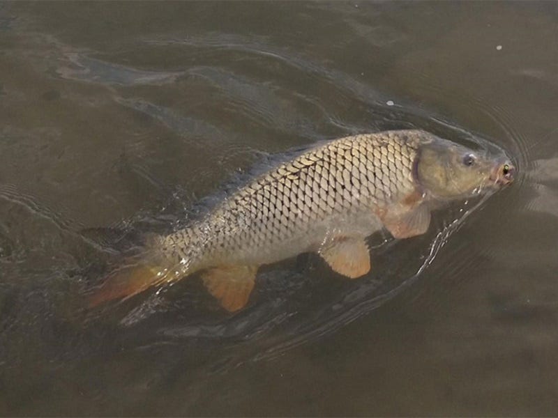 Fly Fishing for Carp: August's Favorite Gamefish