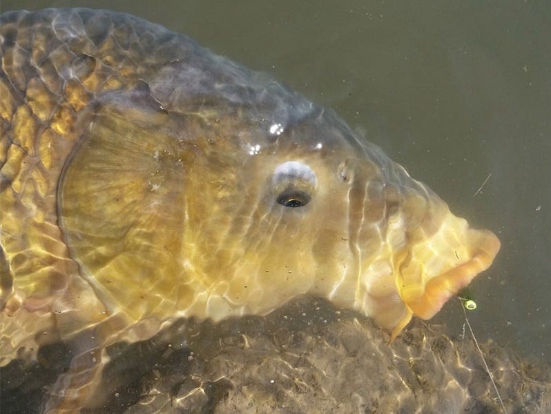 fly fishing carp august (3)