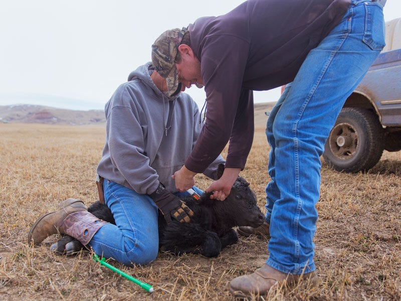 Injections: Needle Do's & Don'ts; Tips on Livestock Injection