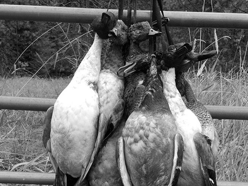 Duck Hunting Lake Pend O'reille: 3 Tips to Bag more Birds