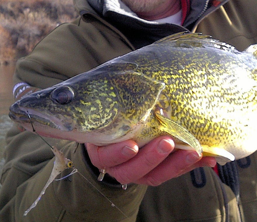 blog-walleye