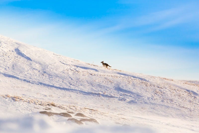 coyote calling 101 introduction (2)