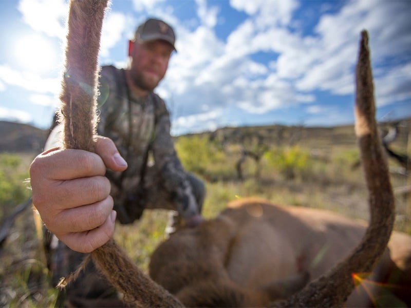 My First Elk Bull with a Bow: Making the Grade