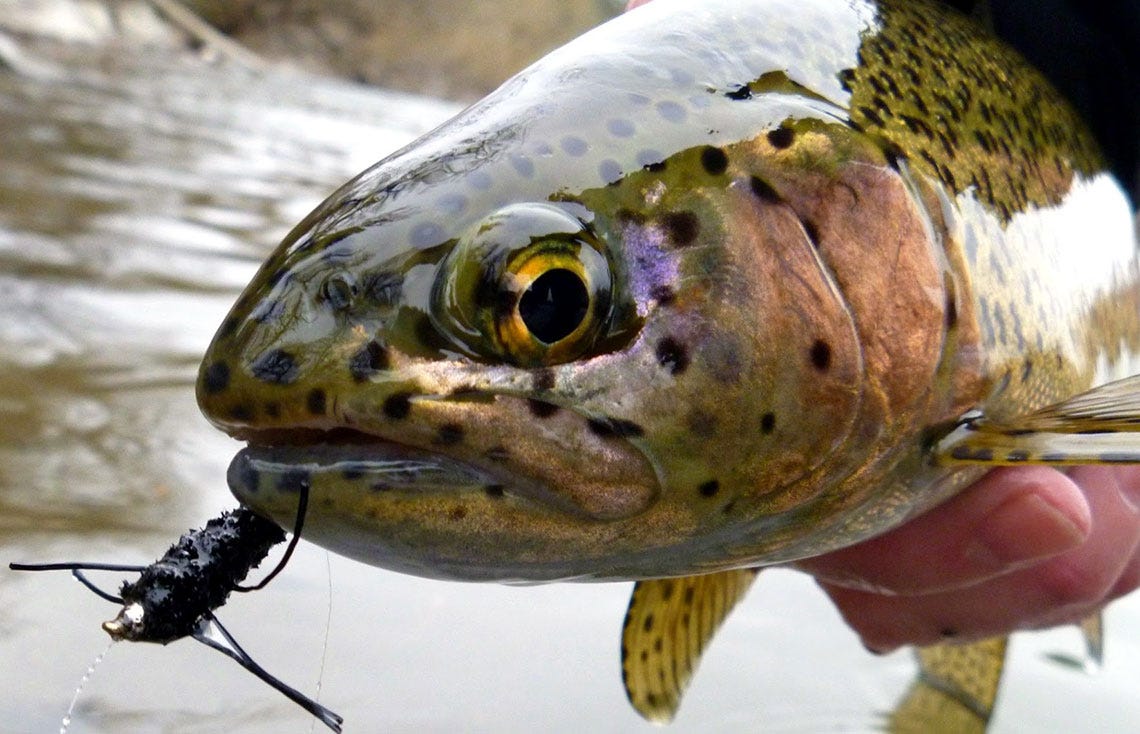 spokaneriver16